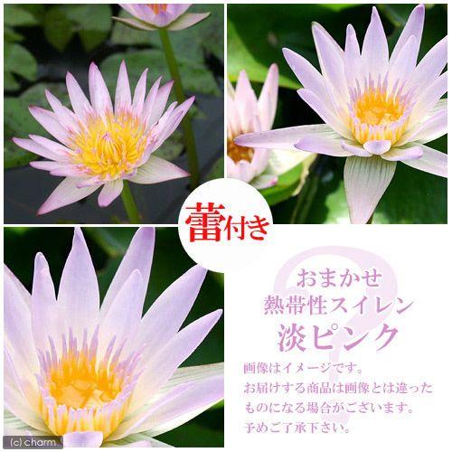 （ビオトープ）睡蓮　★蕾付き★　おまかせ熱帯性品種睡蓮（スイレン）　淡ピンク系（１ポット）