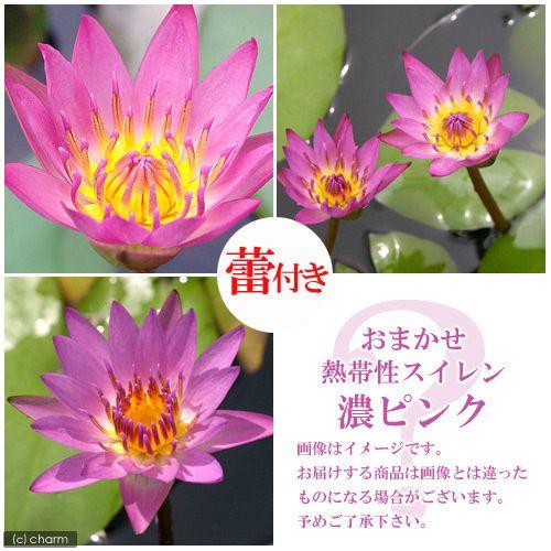 （ビオトープ）睡蓮　★蕾付き★　おまかせ熱帯性品種睡蓮（スイレン）　濃ピンク系（１ポット）