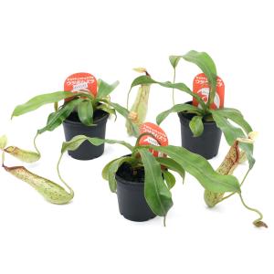 (食虫植物)ウツボカズラ ネペンテス ダイエリ...の詳細画像1