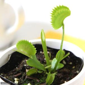 観葉植物）エアープランツの王道5種セット！（1セット