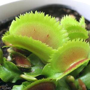 ハエトリソウ ブリストルトゥース 2.5号