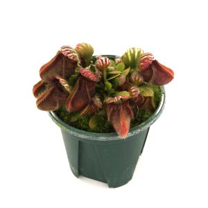 (食虫植物)セファロタス フォリキュラリス 3...の詳細画像1