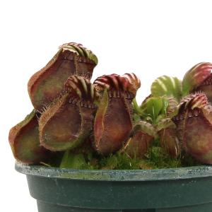 (食虫植物)セファロタス フォリキュラリス 3...の詳細画像2