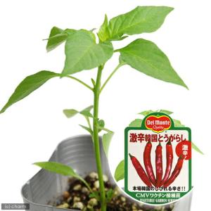 （観葉植物）デルモンテ　野菜苗　トウガラシ　激辛韓国とうがらし　３号（１ポット）　家庭菜園