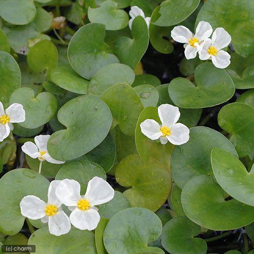 （ビオトープ）水生植物　トチカガミ（３株）　浮葉植物　日本産水草　北海道・九州航空便要保温
