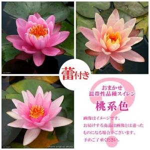 （ビオトープ）睡蓮　★蕾付き★　おまかせ温帯性品種睡蓮（スイレン）　桃系色　１種（１ポット）