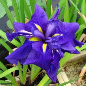 (ビオトープ)水生植物 花菖蒲 鸞鳳(ランポウ...の詳細画像1