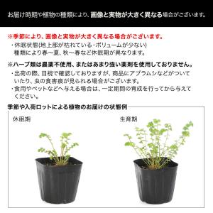 (観葉植物)ハーブ苗 キャットニップ コモン ...の詳細画像1