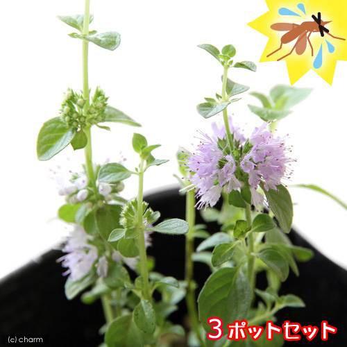 （観葉植物）ハーブ苗　ミント　ペニーロイヤルミント　３号（３ポット）　虫除け植物　家庭菜園