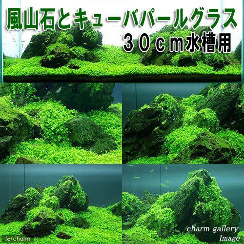 （水草）風山石とキューバパールグラス　３０ｃｍ水槽用レイアウトセット（水上葉）（無農薬）　本州四国限...