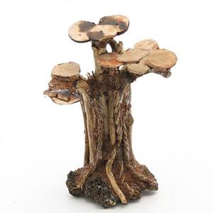カミハタ 水景BONSAI 榕樹（ガジュマル） Lサイズ 流木 活着