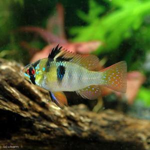 ラミレジィの種類一覧を公開 繁殖や混浴相性など飼育方法まとめ アクアリウムを楽しもう