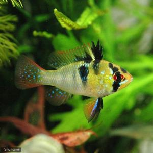 (入荷未定)(熱帯魚)ジャーマン・ラミレジィ(...の詳細画像2