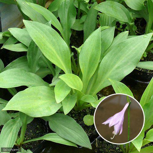 （ビオトープ）水生植物　タチギボウシ（１ポット）（休眠状態）