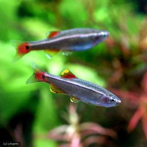 （熱帯魚）アカヒレ　Ｓサイズ（５匹）