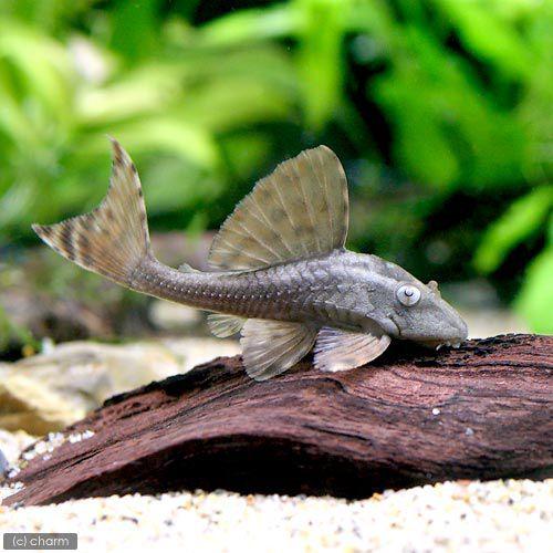 （熱帯魚）ブルーアイ・アカプレコ（ワイルド）（１匹）　北海道・九州航空便要保温