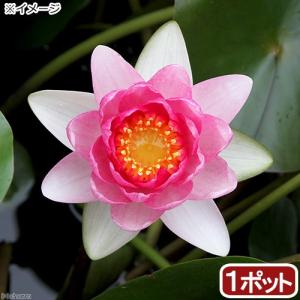 （ビオトープ）睡蓮　温帯性睡蓮（スイレン）（桃）　ユーリング　Ｙｕｈ　Ｌｉｎｇ　（１ポット）（休眠状態）