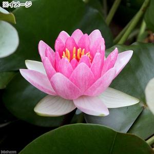(ビオトープ)睡蓮 温帯性睡蓮(スイレン)(桃...の詳細画像1