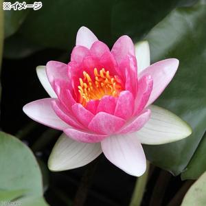 (ビオトープ)睡蓮 温帯性睡蓮(スイレン)(桃...の詳細画像2