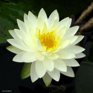 （ビオトープ）睡蓮　温帯性睡蓮（スイレン）（黄）　コンコルディア　Ｃｏｎｃｏｒｄｉａ（１ポット）（休眠状態）