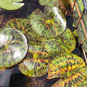 (ビオトープ)睡蓮 温帯性睡蓮(スイレン)(黄...の詳細画像1