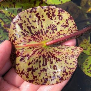 (ビオトープ)睡蓮 温帯性睡蓮(スイレン)(黄...の詳細画像2