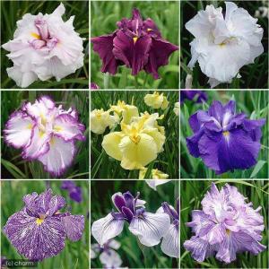 ビオトープ）水生植物 花菖蒲 夢の羽衣（ユメノハゴロモ）肥後系薄紫花