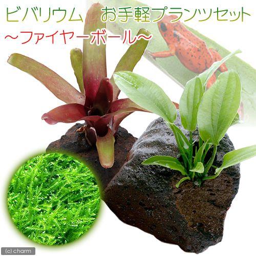 （観葉植物）（水草）ビバリウム　お手軽プランツセット　〜ファイヤーボール〜（水上葉）　本州四国限定