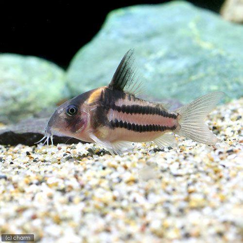 （熱帯魚）コリドラス・スーパーパラレルス（ワイルド）（１匹）　沖縄別途送料　北海道・九州航空便要保温