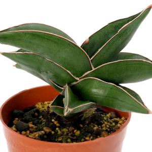 ミカド 高価で希少 バキュラリス 観葉植物 サンスベリア 多肉植物