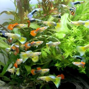 (熱帯魚)外国産ミックスグッピー(10ペア) ...の詳細画像1