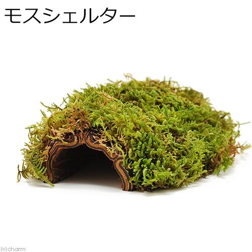 爬虫類　シェルター　天然素材のモスシェルター（ハイゴケ＆パコツリー）　両生類　トカゲ　ヤモリ　隠れ家