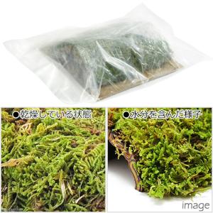 爬虫類 シェルター 天然素材のモスシェルター(...の詳細画像2