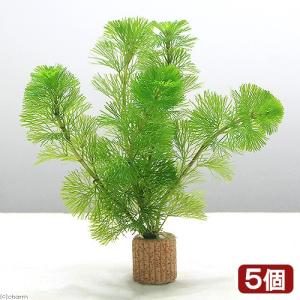 （水草）メダカ・金魚藻　ライフマルチ（茶）カボンバ（５個）