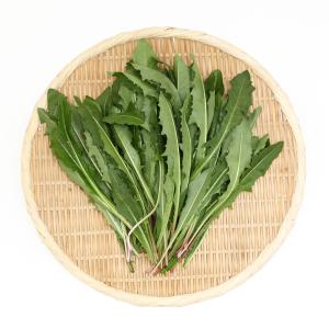(観葉植物)国産 とれたて生野草 たんぽぽの葉 ...の商品画像