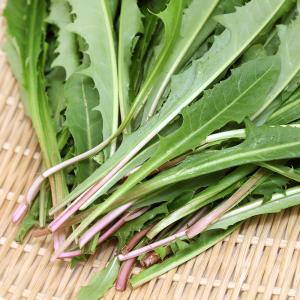 (観葉植物)国産 とれたて生野草 たんぽぽの葉...の詳細画像1