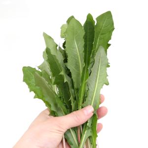 (観葉植物)国産 とれたて生野草 たんぽぽの葉...の詳細画像2