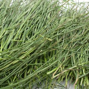 令和7年産 国産牧草 やみつきイタリアンライグ...の詳細画像1