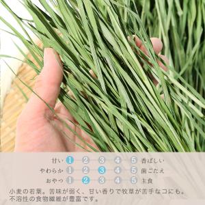 令和7年産 国産牧草 やみつきウィートヘイ(小...の詳細画像2