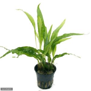 チャーム（charm） （水草）ミクロソリウムsp．トライデント付き流木