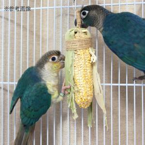 とうもろコーン 天然素材鳥用おもちゃ ハンドメ...の詳細画像4