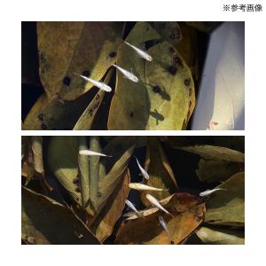 柿の葉っぱ 10g メダカ用 隠れ家 越冬 国産の詳細画像3