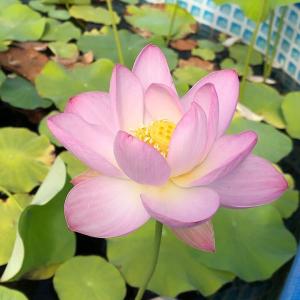 （ビオトープ）蓮　ハス（爪紅）　粉川台碗蓮（フンセンタイワンレン）（１ポット分）（休眠状態）