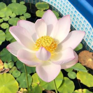 (ビオトープ)蓮 ハス(爪紅) 粉川台碗蓮(フ...の詳細画像1