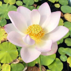 (ビオトープ)蓮 ハス(爪紅) 粉川台碗蓮(フ...の詳細画像2