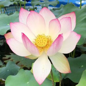 (ビオトープ)蓮 ハス(桃) 中山桃(ナカヤマ...の詳細画像1