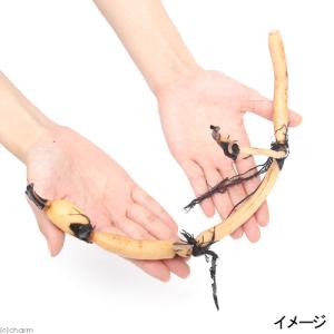 （ビオトーブ）蓮　ハス（白）　小金鳳（コキンホウ、ショウキンポウ）（１ポット分）