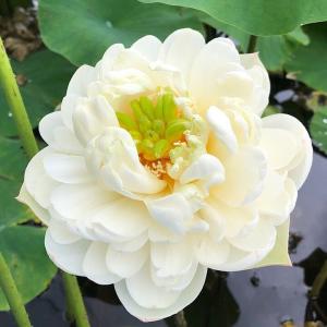(ビオトーブ)蓮 ハス(白) 白玉蓮(シラタマ...の詳細画像1
