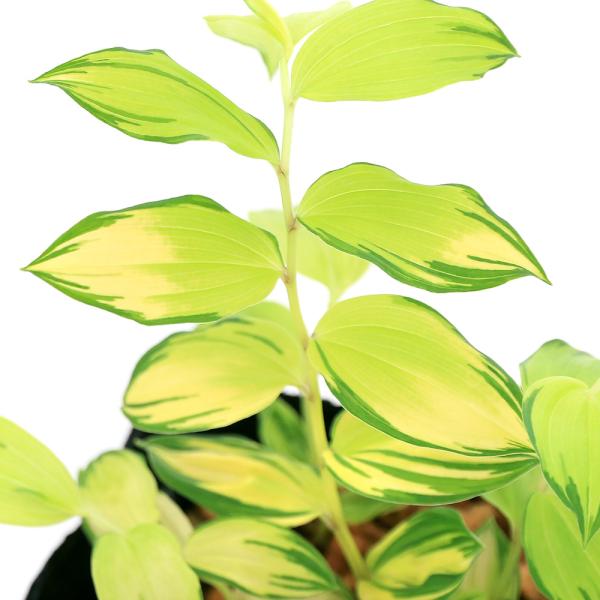 （山野草）ホウチャクソウ「阿波の月」　３号（１ポット）（休眠状態）