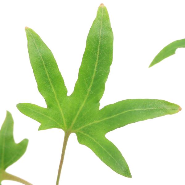 （山野草）シダ（羊歯）モミジバヒトツバ（紅葉一ツ葉）３号（１ポット）常緑性多年草